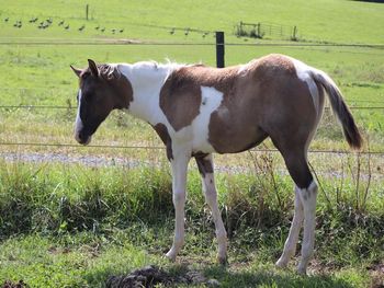 Kiss My margarita. 2021 APHA Grulla Tobiano Filly. By Kiss My Tonto and out of CowboysMargaritaShot. 6 panel NN. Should mature to 15.1-2 hands. This girl is flashy and will have the brains and look to do just about anything. Whether it be English or western, she could go any direction. Hunt seat, barrels, penning, etc. Pedigree includes: Bear Cat, Kiblers Black Hawk, Sonny Dee Bar, Kiss My Zippo, Paint Me Zippo and many more. We sent out her Tobiano test to UC Davis and have gotten it back, she is Homozygous tobiano. Priced at $3200. SOLD!
