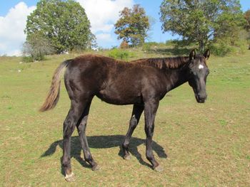 Playn  N Twistn Doc. Cinder. 2016 AQHA Black Colt.  By ATV and out of Playguns Smart Sugar. This guy is bred amazingly! Wow! Doc O Lena Twist, Playgun, Flamin Quincy Dan, Sugar Bars, Smart Little Lena, Royal Silver King just to name a few. He should mature to a stocky 14.3 hands. He is also 5 panel N/N. He will be extremely athletic! Straight and correct! $1800. SOLD!  Thanks Adam!
