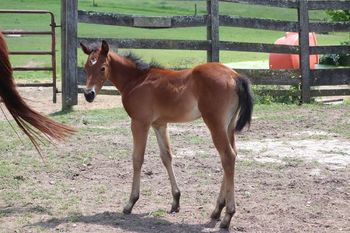 2022 AQHA Bay Filly. BY ATV and out of Rainy Day Jazarey. She is short and thick! If you're looking to cut a cow, this girl is it. She is 4 panel NN through sire and dam and her herda test in pending. Pedigree includes: Stars Rollikin Fire, Smart Little Lena, El Royal Rey and more. Priced at $3300.. SOLD
