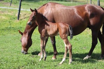 2022 AQHA Bay Colt. By ATV and out of Lil Foxy Cottontail. This guy is thick as can be. He is 5 panel NN and should mature to 14.3 hands. He will be easy going and willing to please. He is a half brother to the sorrel colt, Cru that we kept back for a replacement stallion prospect. If this guy was a filly, he wouldn't go anywhere. Pedigree includes: Little Trona, Trona, Finally Got Smart, Doc O Lena Twist, Peppymint Twist, Royal Silver King, and more. $3300