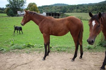 Paisley. 2017 AQHA Bay Filly. By ATV and out of Easy Hollywood Cash. This is one very leggy filly. She can turn and burn out in the pasture at less than a week old. This is a super cross, one we will repeat in the future. Pedigree includes: Doc O Lena Twist, Peppymint Twist, royal Silver King, Rocket Wrangler, Hollywood Dun It, Dash For Cash, Easily Smashed and many more. She is also 5 panel NN through her parents. Sold.  Thank you Bernetta!
