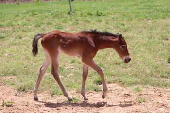 2023 AQHA Bay Filly. By ATV and out of Rainy Day Jazarey. This filly is waiting on her Herda results before being made public. She is NN on the rest of the panel through sire and dam. Her pedigree includes: Doc O Lena Twist, Peppymint Twist, El Royal Rey, Smart Little Lena, Royal Silver King, and many more. Not for Sale
