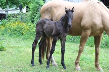 2022 AQHA Blue Roan Colt By Wrss Wyohancockgunnr and out of Electra Flash. This guy is huge! And Flashy and just all around NICE. Should mature to 15.2-3 hands and be a big guy. He is 5 panel NN through sire and dam. Pedigree includes: Jesse James, Docs Prescription, Mocha Mint, Blue Apache Hancock, Wyo O Blue and more. SOLD.