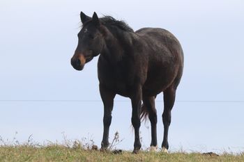 ATVS Hickory Chick. 2016 AQHA Brown Mare. By ATV and out of Kr Hickory Chick. This filly is short and stout and can move as quick as a cat. Pedigree includes: Doc O Lena Twist, Peppymint Twist, Peppy San Badger, Docs Hickory, Royal Silver King and more.
