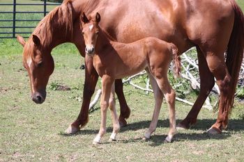 2022 AQHA Sorrel Filly. By ATV and out of Chickasha Kitty. 5 panel NN. This filly's full brother is roping in Texas and doing a hell of a job. She will be able to do that just fine. Pedigree includes: Grays Starlight, Doc O Lena Twist, Peppymint Twist, Freckles Twist, Spooks Jazzman and Highbrow Hickory. Priced at $3500. SOLD