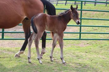 Sara. 2022 AQHA Bay Filly. By ATV and out of Easy Hollywood Cash. She is 5 panel NN. Should mature to 15 to 15.1 hands. She will be a stocky girl. Pedigree includes: Hollywood Dun It, Doc O Lena Twist, Peppymint Twist, Freckles Twist, Kaliman and more. SOLD.