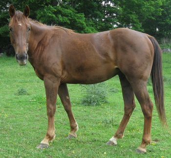 Heza Twist N Machine. 2005 AQHA Chestnut Gelding. By ATV. Greenboke, Intermediate Rider. He is by of our stallion ATV. He is out of our mare Coosa Te Lace. His pedigree goes back to Coosa Lad, Coosa, Doc O Lena Twist, Peppymint Twist, Royal Silver King. $1500obo. PRICE REDUCED!!! SOLD!!!
