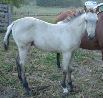 Buckskin Colt. 2010. AQHA. This guy is out of our mare Miss Fancy Hawk and by our stallion Doc's Sunnyside Up. His pedigree includes: The Superhawk, Doc Hollywood, Doc Bar, and Fancy Ace Miss. SOLD!!
