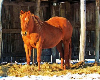 Flower Skipper. 1993 AQHA Sorrel mare. 15.1 hands. This mare is our blind mare. She is a great mare to be around and is a fantastic mother. She has had many of our foals that we have sold or kept as broodmares. On the sold horses page she has foaled Knights Quest. On the Mare page she has foaled Kings Holy Poco. Her bloodlines include Juanito Flower, Impressive, Skipper W and Skip Satin. She is HYPP N/N.
