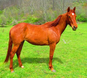 Peppymint Playgun. Also known as Caramel. 2009 AQHA Chestnut Filly. $1000 Caramel is out of Gunnin Sugar, who is by our Gunnin It stallion. This filly is by our ATV stallion. This filly will be able to catch a cow! She's a mover and a shaker! SOLD!!!
