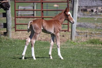 2022 AQHA Red Roan Filly. By Metallic Crush and out of Playguns Smart Sugar. This filly is AMAZING! Metallic Cat, Playgun, Smart Little Lena, High Brow Cat, and so many more. She is 5 panel NN. She is currently being retained.
