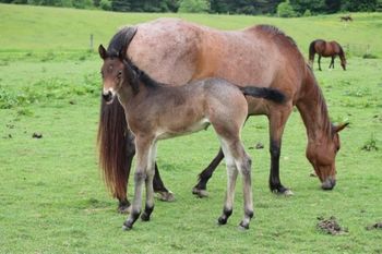 2022 AQHA Brown Roan Filly. By Wrss Wyohancockgunnr and out of Seekin N Twistin. She is 5 panel NN through sire and dam. Should mature to 15.2-3 hands. She will be stocky. Pedigree includes: Doc O Lena Twist, Peppymint Twist, Blue Apache Hancock, Wyo O Blue, Royal Silver King, Doc Frostline and more. SOLD.