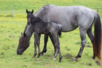 2022 AQHA Blue Roan Colt. By ATV and out of Blue Apache Seeker. He is 5 panel NN through sire and dam. Pedigree includes: Doc O Lena Twist, Peppymint Twist, Blue Apache Hancock, Wyo O Blue, Royal Silver King and more. SOLD.
