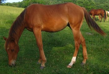 Playguns Lil Trona. AKA: Smarty. $1000. Chestnut Filly. 2010. AQHA. This filly is by our stallion Gunnin It and out of our mare Lil Foxy Cottontail. Her pedigree includes: Playgun, Smart Little Lena, Miss Silver Pistol, Finally Got Smart, and Little Trona.
