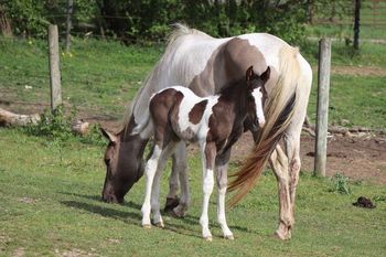 Cinch. 2022 APHA Black Tobiaino Colt. By Kiss My Tonto and out of CowboysMargaritaShot. This guy is so nice! Look at him! He is 6 panel NN. Pedigree includes: Kiss My Zippo, Paint Me Zippo, Bear Man, Kiblers Black Hawk, Sonny Dee Bar and more. Sold