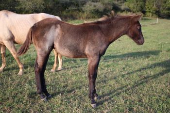 Thor.. 2017 AQHA Blue Roan Colt. By Wrss Wyohancockgunnr and out of Electra Flash. This is one big, tall colt. He should mature to 15.3 hands. This colt is super athletic and incredibly smart and willing to please. His pedigree is nice and all around. He will be able to do just about anything. Pedigree includes: Blue Apache Hancock, Gooseberry, Plenty Try, Docs Prescription, Jesse James, Leo Prescription, and many more. He is also 5 panel NN through both sire and dam. Sold! Thank you Dakota!
