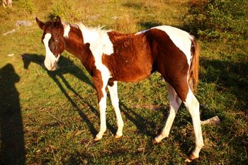2017 APHA Black Tobiano Filly. By Kiss My Tonto and out of CowboysMargaritaShot. This girl is super flashy! She could very well be homozygous tobiano too! She has 2 blue eyes and is just as sweet as she can be. Pedigree includes: Kiblers Black Hawk, Hancock, Kiss My Zippo, Paint Me Ziipo, Sonny Dee Bar, Kitten Ann and many more! SOLD! Thank you to the Lopes family!
