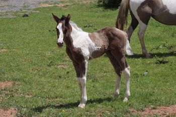 2023 APHA Grullo/Black Tobiano Colt. By Kiss My Tonto and out of CowboysMargaritaShot. He is sold.
