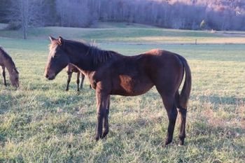 Sara. 2022 AQHA Bay Filly. By ATV and out of Easy Hollywood Cash. She is 5 panel NN. Should mature to 15 to 15.1 hands. She will be a stocky girl. Pedigree includes: Hollywood Dun It, Doc O Lena Twist, Peppymint Twist, Freckles Twist, Kaliman and more. SOLD.
