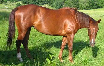 Coosa Te Lace 2000 AQHA Chestnut Mare. $2500. Candy is a very well put together mare that has beautiful foals that are intelligent and easy to get along with. She is easy to breed, catch, trim, vaccinate and deworm. She is trained and has a very nice lope. She has not been ridden in years, but would not be difficult to get back into the swing of things. She is bred to our stallion Kiss My Tonto for a paint foal in 2012. We are currently doing major cutbacks on our farm and selling many of our mares. Her bloodlines include: Coosa Lad, Coosa, Sonny Go Te, Sheza Double Lace, Doublemint Straw, and Lucky Machine. Her foal will have these bloodlines included in his/her pedigree: Kiss My Zippo, Paint Me Zippo, Sky Bug Bingo, Zippo Pine Bar, Sonny Destiny, Sonny Dee Bar, and Aliza Tardy. BREED FOR FREE 2012!!! SOLD!!!!!!!!

