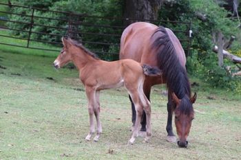 2022 AQHA Bay Roan Colt. By ATV and out of Finally A Smart Gun. He is 5 panel NN through sire and dam. He should mature to 14.3-15 hands. This guy is thick and nice and has great bone! Pedigree includes: Little Trona, Trona, Finally Got Smart, Smart Little Lena, Blue Apache Hancock, Wyo O Blue, Doc O Lena Twist and Royal Silver King. This guy will be able to do anything performance based, whether it is cows, barrels, poles, or anything likes that. Priced at $3300. SOLD