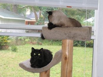 Onyx and Toby. Onyx went to the bridge in 2007
