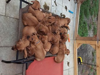Pile o' puppies
