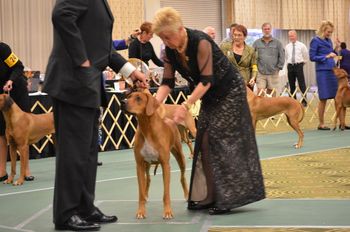 Bindi in Best of Breed. made the first cut.
