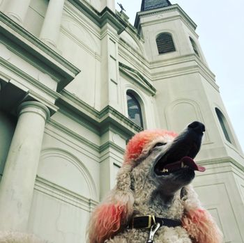 St Louis Cathedral in New Orleans, LA
