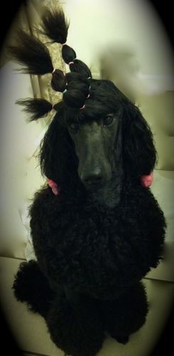 Cali has the sweetest expression and a neverending cascade of poodle coat (which I love!)
