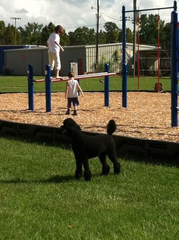 Poodles & children travel well together and often share interests
