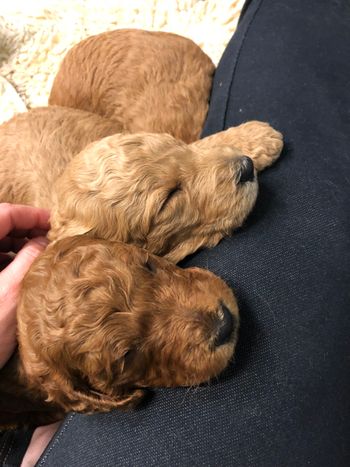 I love pups in my lap.
