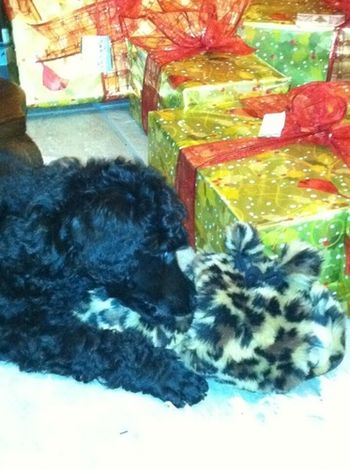 Puppies deserve a little present under the tree, too!
