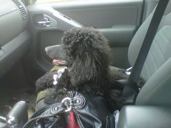 Cali likes to ride shotgun with the airbag off!
