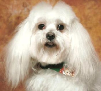 SNOWBALL 1998-2010 In loving memory of this little boy that filled our hearts with so much love John & Michel
