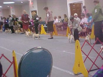 Female 6-9 mos. sweeps class - Brenda & Dahtay, Rita and Gidget, Bonny and Wynonna, and Ron with Bonnie.
