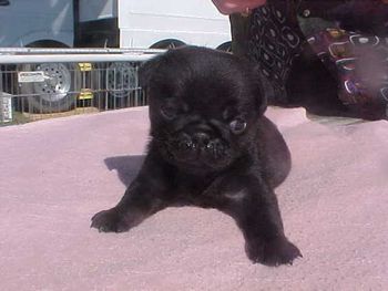 Rumble (SnugglePugs Tough and Rumble) was just 3 weeks old during Nationals.
