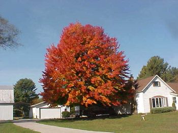 10/2011 - Our home (and our much-admired and photographed maple tree).
