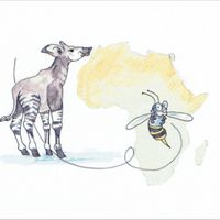 Okapi & Beezoo: the Musical by Ernest Ebell