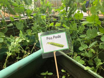 Growing Peas
