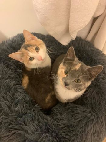 Coco & Goose (Myrtle's Kittens)
