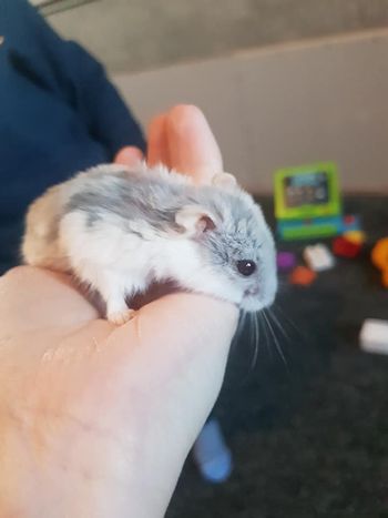 Nibbles the Hamster

