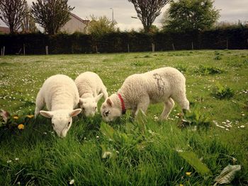 Springs Lambs on the farm
