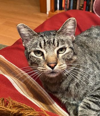 CityKitty, Grand cat of Denise Tullier-Holly
