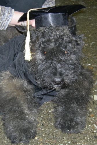 Bouvier des Flandres
