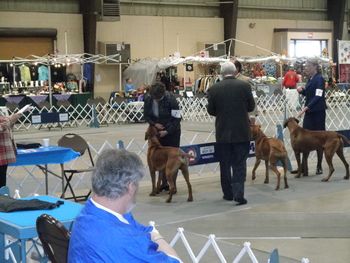 Winning BOB in Garden City, KS - Judge Mr. Charles Trotter - this also finished his AKC Championship - 11 months old - March 2011
