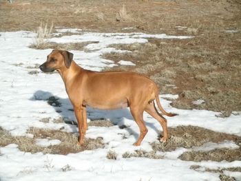 Emerald - January 17, 2012 - 6 days before delivering her 1st litter
