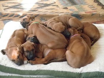 Pile of puppies - March 2012
