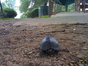 Texas Turtle
