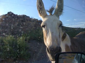Wild burro is Oatman AZ
